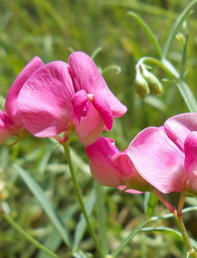 Vaste lathyrus? Deze inheemse soorten komen elk jaar terug